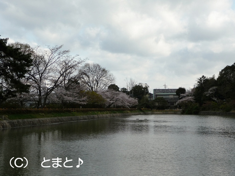 八条ヶ池と桜