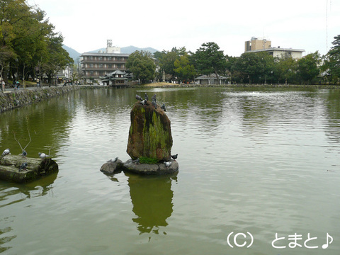 猿沢の池