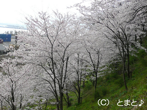 金ヶ崎城跡　桜