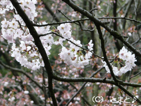 金ヶ崎城跡の桜