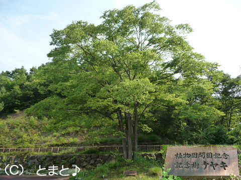 開園記念樹ケヤキ
